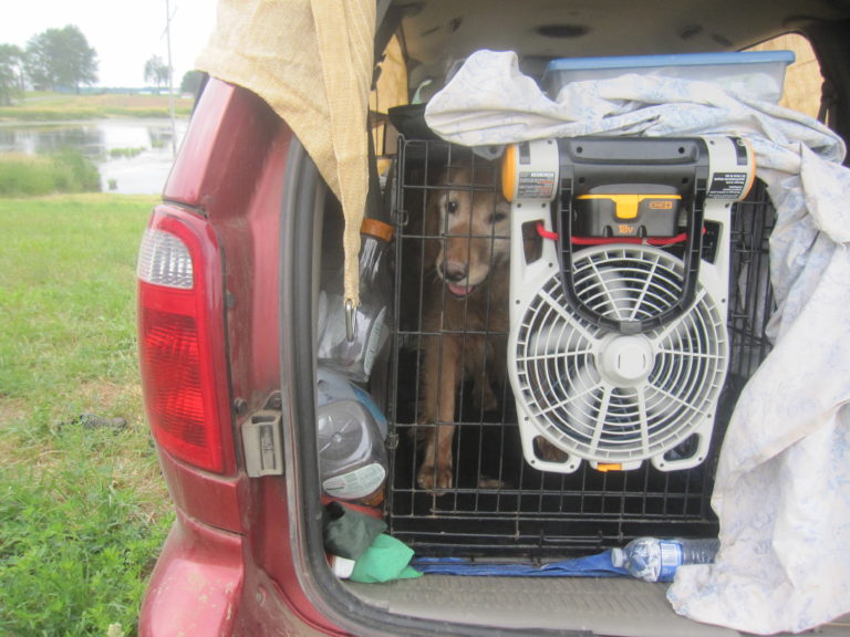 Keeping Dogs Cool in the Car A Frame of Mind Animal Training